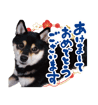 柴犬 黒柴きのこの日常3 年始篇（個別スタンプ：2）