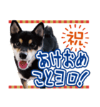 柴犬 黒柴きのこの日常3 年始篇（個別スタンプ：3）