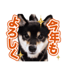 柴犬 黒柴きのこの日常3 年始篇（個別スタンプ：5）