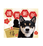 柴犬 黒柴きのこの日常3 年始篇（個別スタンプ：6）