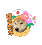 ブルドッグ蘭ちゃんと仲間（個別スタンプ：4）