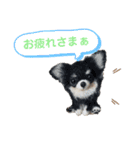 年末年始も羊毛ワンコとニャンコ（個別スタンプ：3）