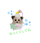 年末年始も羊毛ワンコとニャンコ（個別スタンプ：4）