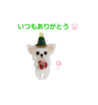 年末年始も羊毛ワンコとニャンコ（個別スタンプ：11）