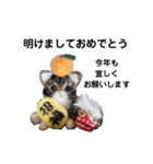 年末年始も羊毛ワンコとニャンコ（個別スタンプ：13）