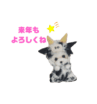 年末年始も羊毛ワンコとニャンコ（個別スタンプ：17）