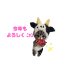 年末年始も羊毛ワンコとニャンコ（個別スタンプ：22）
