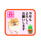 犬 ポメラニアン ぷーちゃん 2021 あけおめ（個別スタンプ：8）