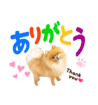 犬 ポメラニアン ぷーちゃん 2021 あけおめ（個別スタンプ：9）