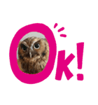 フクロウ のふくすけ（個別スタンプ：1）