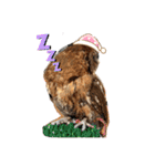 フクロウ のふくすけ（個別スタンプ：4）
