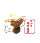 フクロウ のふくすけ（個別スタンプ：5）