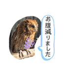 フクロウ のふくすけ（個別スタンプ：7）