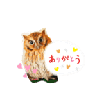 フクロウ のふくすけ（個別スタンプ：13）