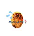 フクロウ のふくすけ（個別スタンプ：15）