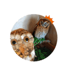 フクロウ のふくすけ（個別スタンプ：20）