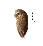 フクロウ のふくすけ（個別スタンプ：25）