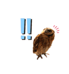 フクロウ のふくすけ（個別スタンプ：27）