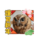 フクロウ のふくすけ（個別スタンプ：30）