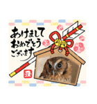 フクロウ のふくすけ（個別スタンプ：31）