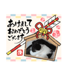 うさぎtoねこ（個別スタンプ：7）