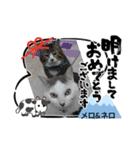 メロ＆ネロお正月（個別スタンプ：6）