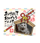 メロ＆ネロお正月（個別スタンプ：8）
