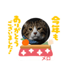 メロ＆ネロお正月（個別スタンプ：15）