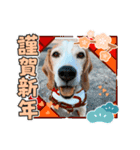 ナッツ お正月スタンプ丑年（個別スタンプ：7）