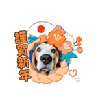 ナッツ お正月スタンプ丑年（個別スタンプ：12）