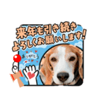 ナッツ お正月スタンプ丑年（個別スタンプ：15）