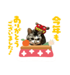 芽衣ちゃん お正月（個別スタンプ：11）