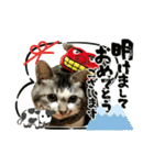 芽衣ちゃん お正月（個別スタンプ：12）