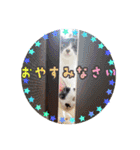 KumaKikiDâ20201222（個別スタンプ：16）