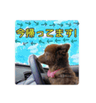 KumaKikiDâ20201222（個別スタンプ：20）