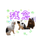 KumaKikiDâ20201222（個別スタンプ：31）