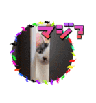 KumaKikiDâ20201222（個別スタンプ：32）