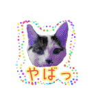 KumaKikiDâ20201222（個別スタンプ：33）