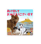 KumaKikiDâ20201222（個別スタンプ：39）