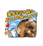 いぬのあいさつ！！（個別スタンプ：3）