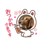 いぬのあいさつ！！（個別スタンプ：8）