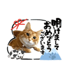 Ginger Tabby Cat 年末年始2021（個別スタンプ：1）