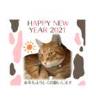 Ginger Tabby Cat 年末年始2021（個別スタンプ：4）