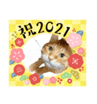 Ginger Tabby Cat 年末年始2021（個別スタンプ：5）