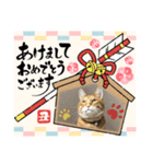 Ginger Tabby Cat 年末年始2021（個別スタンプ：10）