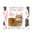 Ginger Tabby Cat 年末年始2021（個別スタンプ：11）