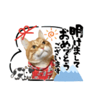 Ginger Tabby Cat 年末年始2021（個別スタンプ：13）