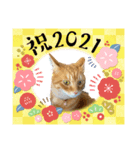 Ginger Tabby Cat 年末年始2021（個別スタンプ：16）