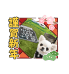 リトルと年末年始（個別スタンプ：1）
