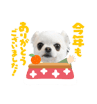 リトルと年末年始（個別スタンプ：8）